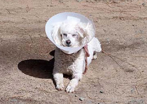 POODLE with cone of shame