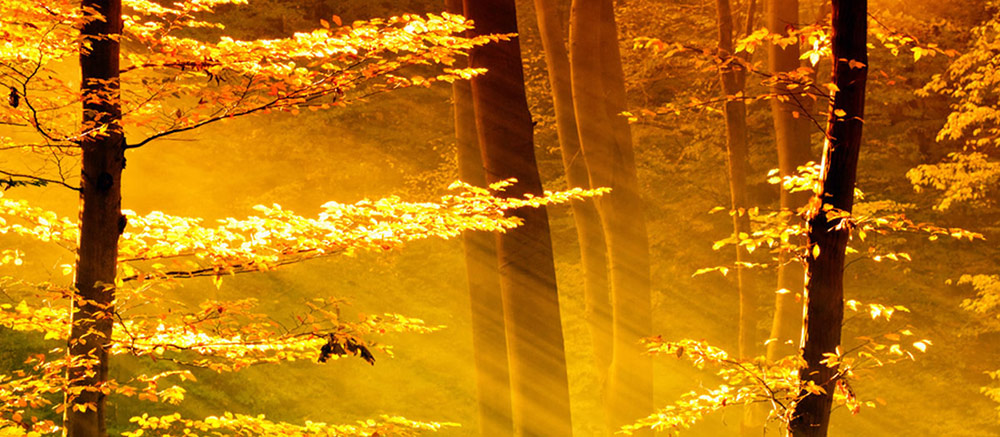 A Call for InterGroup Peace: Insight into George Halvorson Forest in sunlight