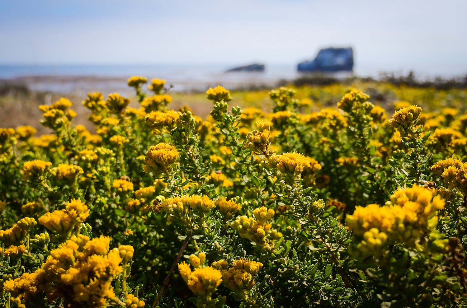 yellow flowers in a field yellow flowers in a field