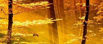 View of a forest at twilight